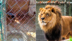 El empleado del zoológico de Tulancingo, en México, perdió la vida de forma dramática luego de ser atacado por un león,